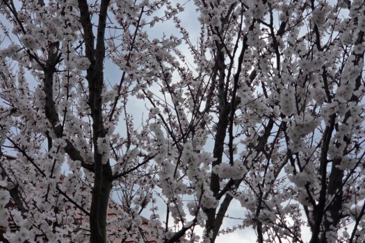 🏡 Tágas telekkel rendelkező családi ház eladó Szerencsen – kivételes lehetőség felújítóknak és otthonteremtőknek!